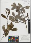 Foto von Salix appendiculata Vill.